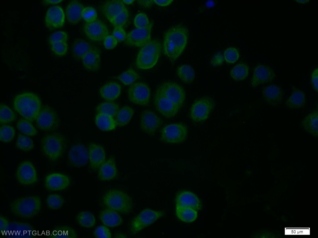 RPH3A Polyclonal antibody