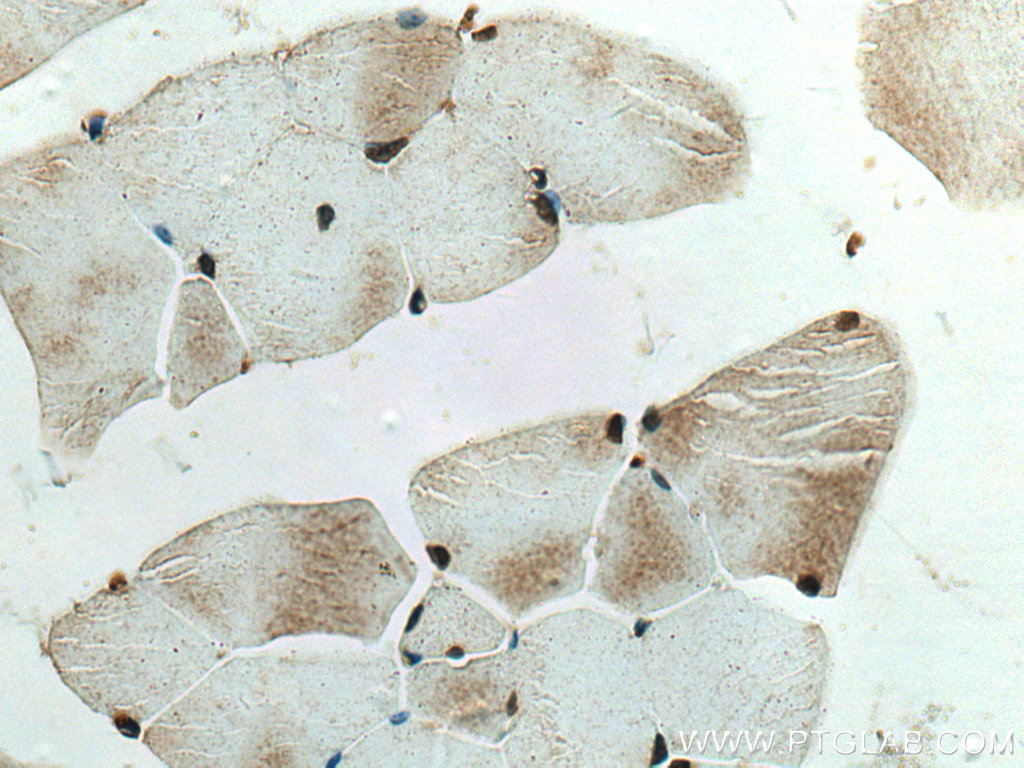 NMNAT1 Polyclonal antibody