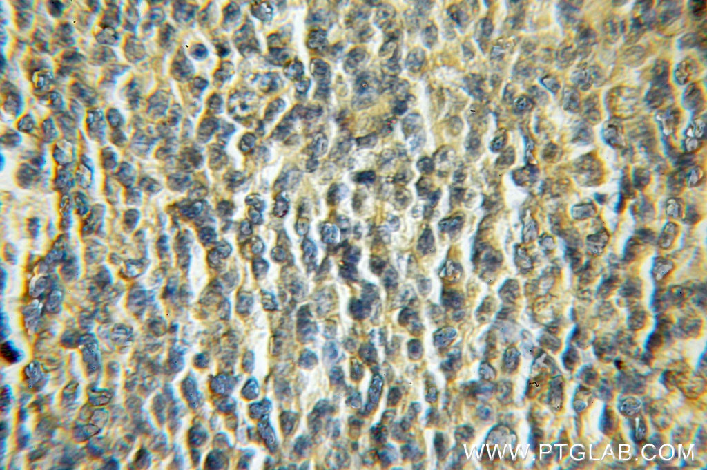 NDOR1/NR1 Polyclonal antibody