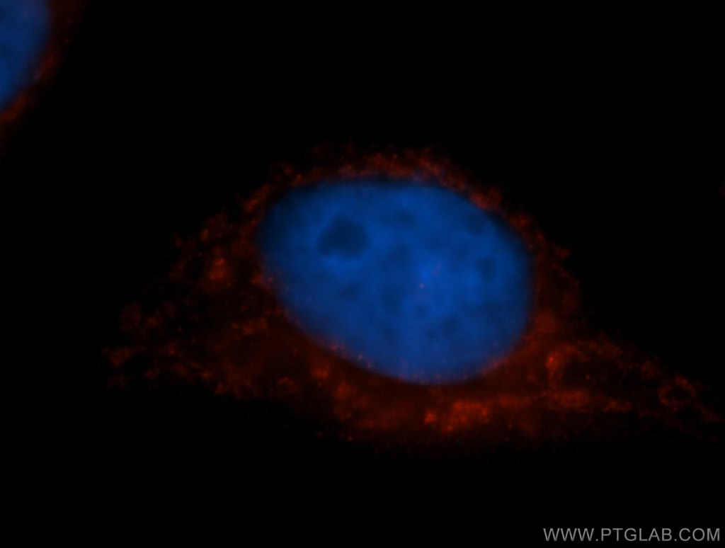 COX7C Polyclonal antibody