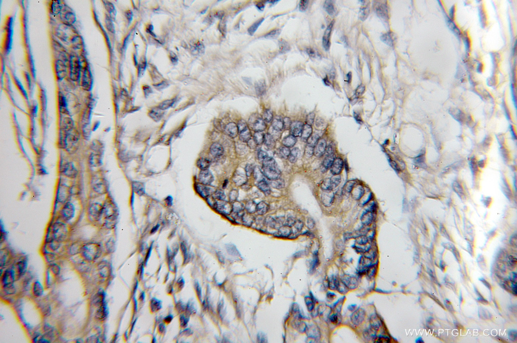 COX6C Polyclonal antibody