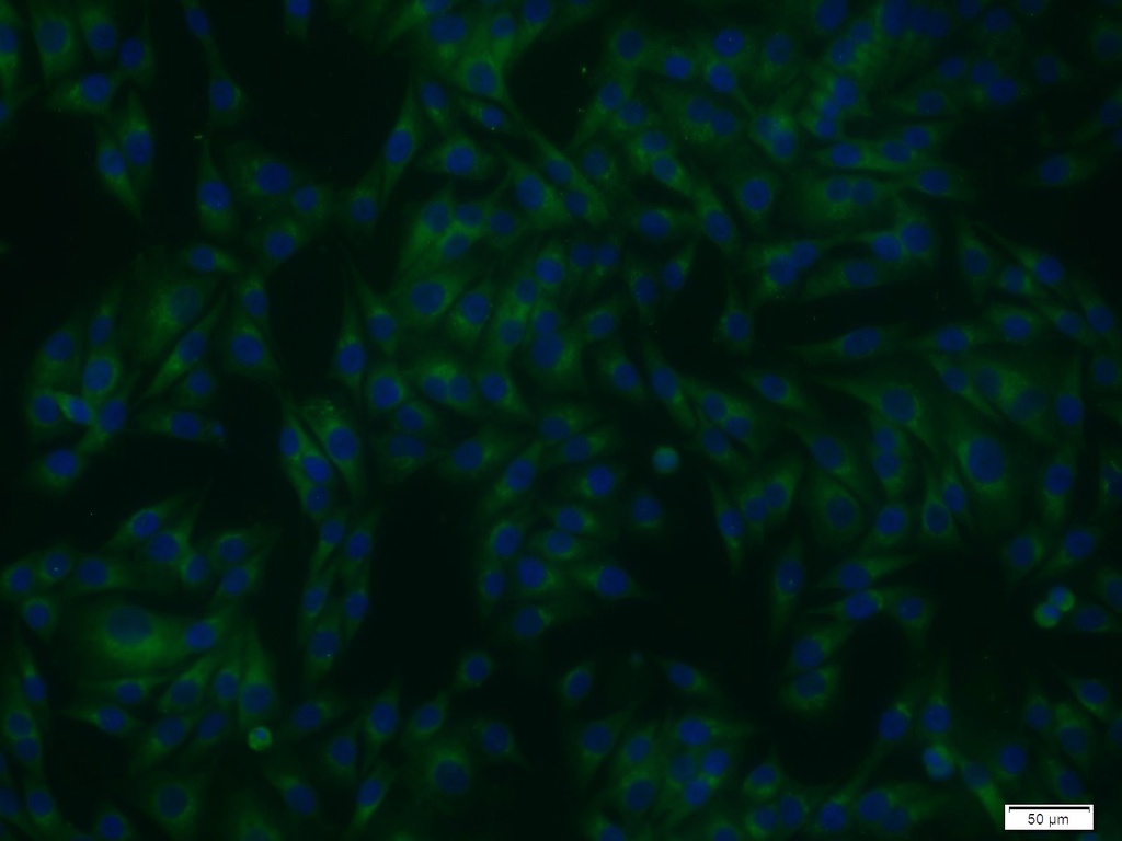 STXBP1 Polyclonal antibody