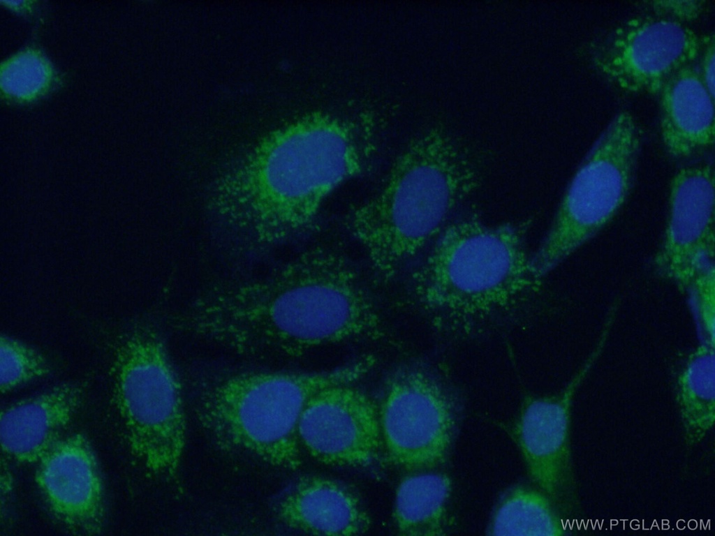 COX6A1 Polyclonal antibody