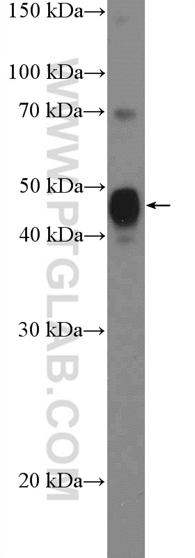 SPDEF Polyclonal antibody