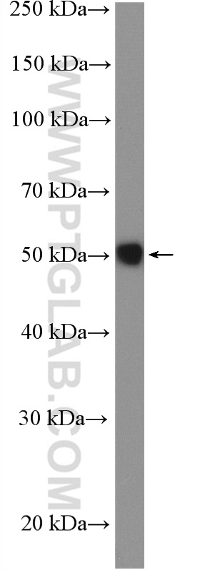 STAC Polyclonal antibody