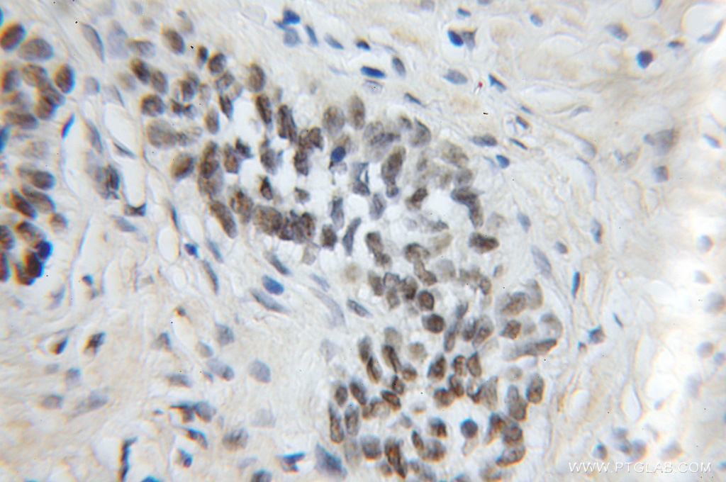 MPG Polyclonal antibody