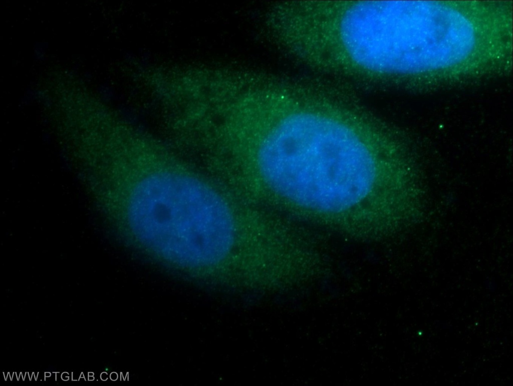 FGF18 Polyclonal antibody