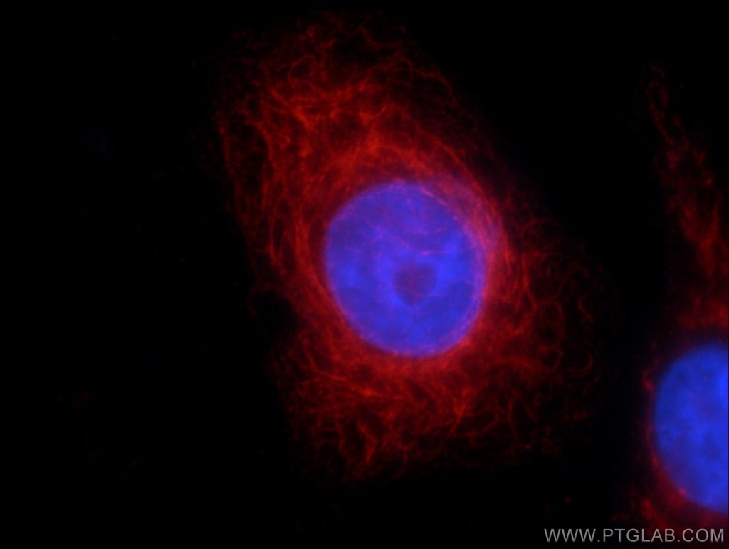 YME1L1 Polyclonal antibody