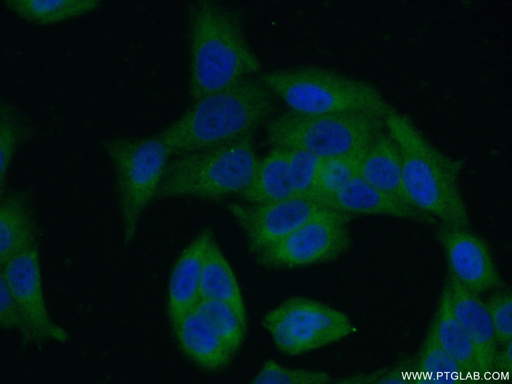 LRRC8D Polyclonal antibody