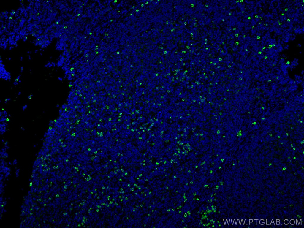 IgG Lambda Light Chain Polyclonal antibody