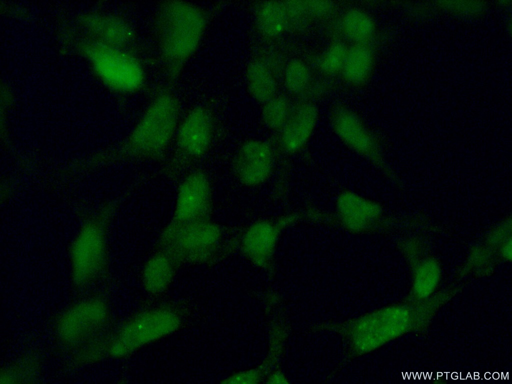 ING2 Polyclonal antibody