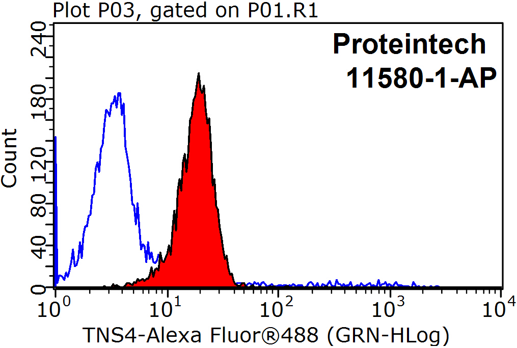 TNS4 Polyclonal antibody