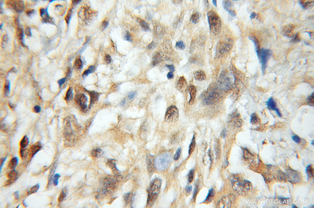 MRFAP1 Polyclonal antibody