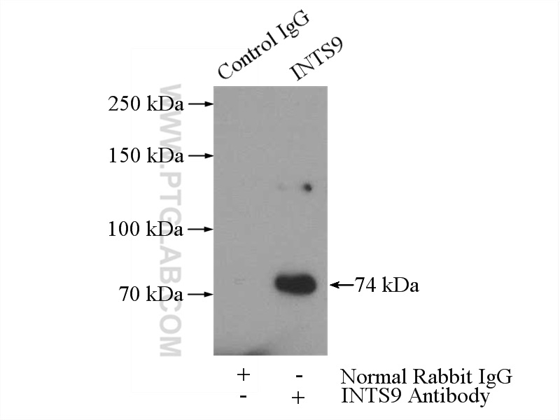 INTS9 Polyclonal antibody