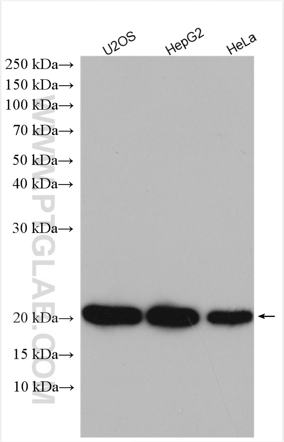 ARL5B Polyclonal antibody
