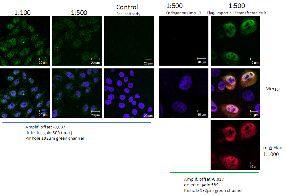 IPO13 Polyclonal antibody