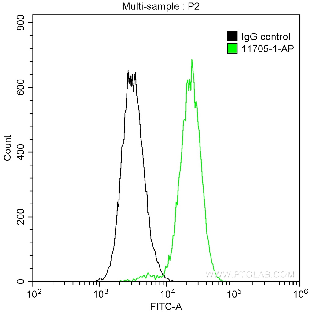 CDK9 Polyclonal antibody