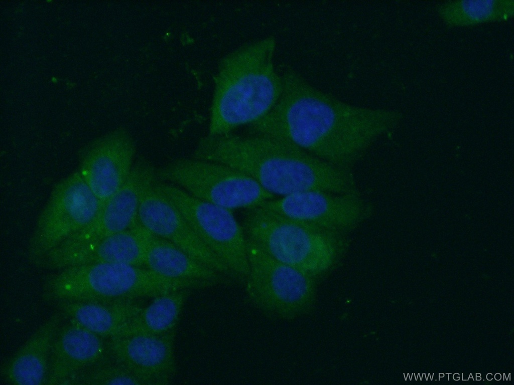 DNAJA1 Polyclonal antibody