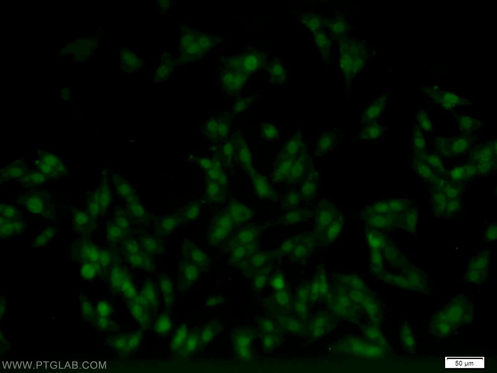 MNAT1 Polyclonal antibody