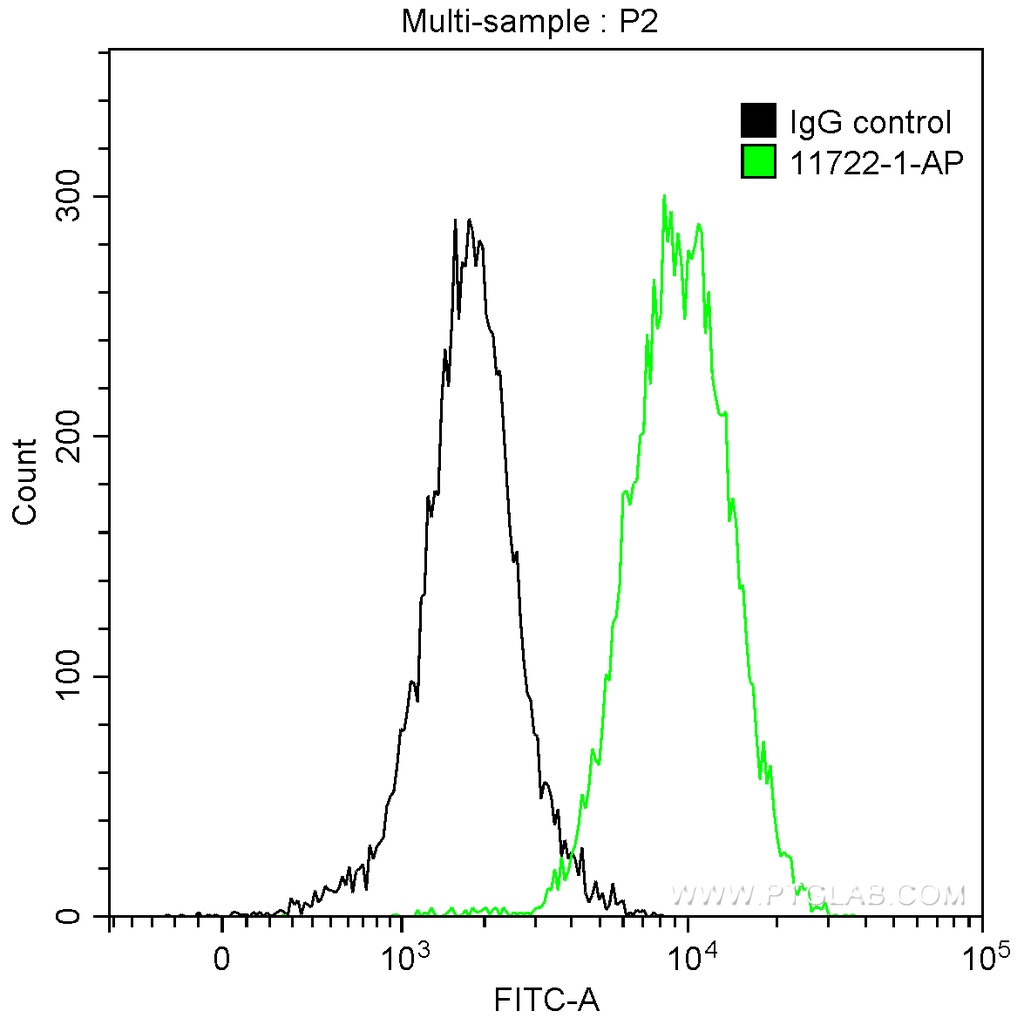 Maspin Polyclonal antibody