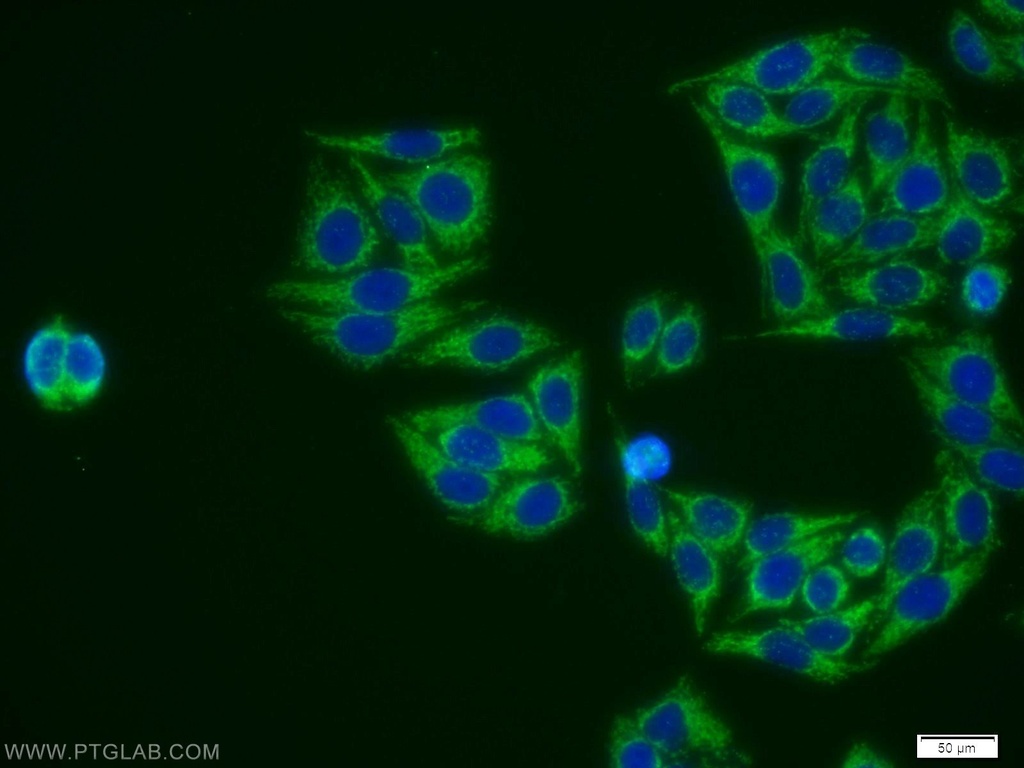 EID1 Polyclonal antibody