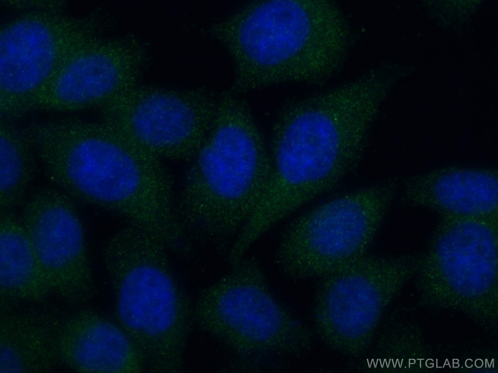 ASB8 Polyclonal antibody