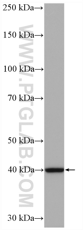 RPP40 Polyclonal antibody