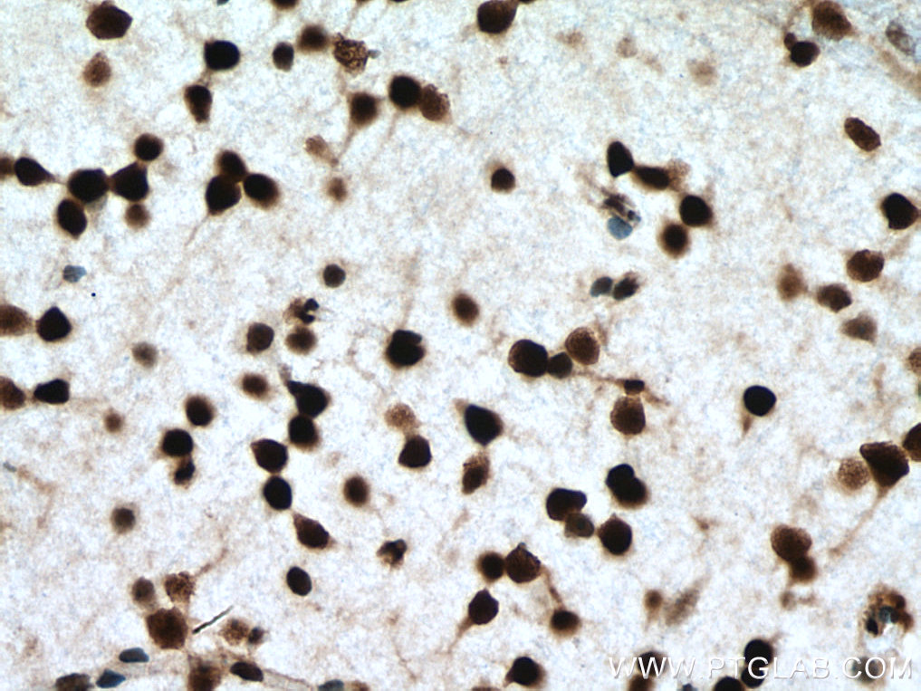 NFIA Polyclonal antibody