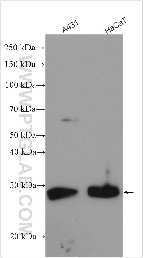 MPZL2 Polyclonal antibody