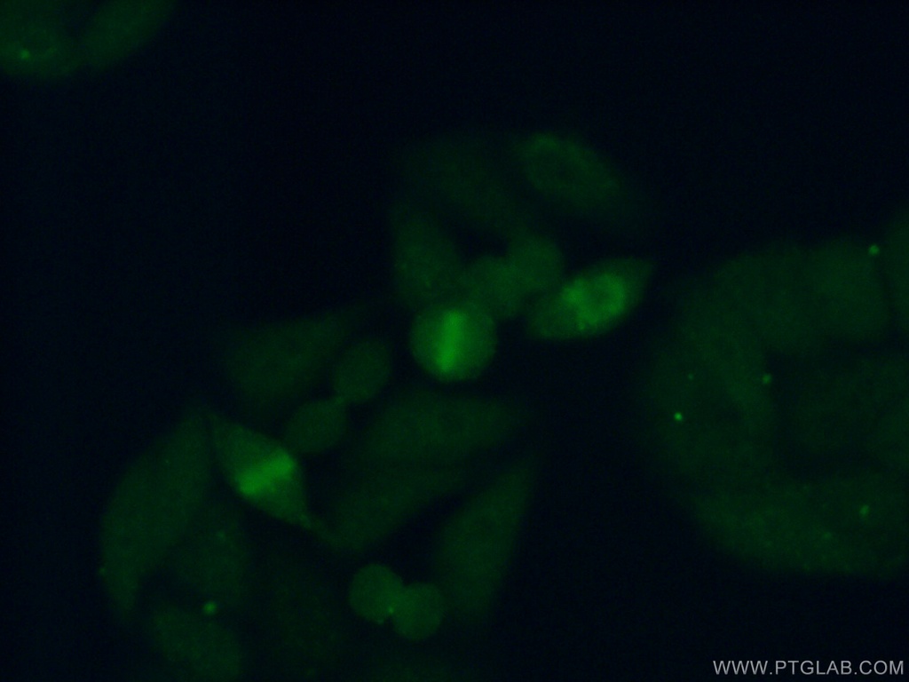 RFC3 Polyclonal antibody