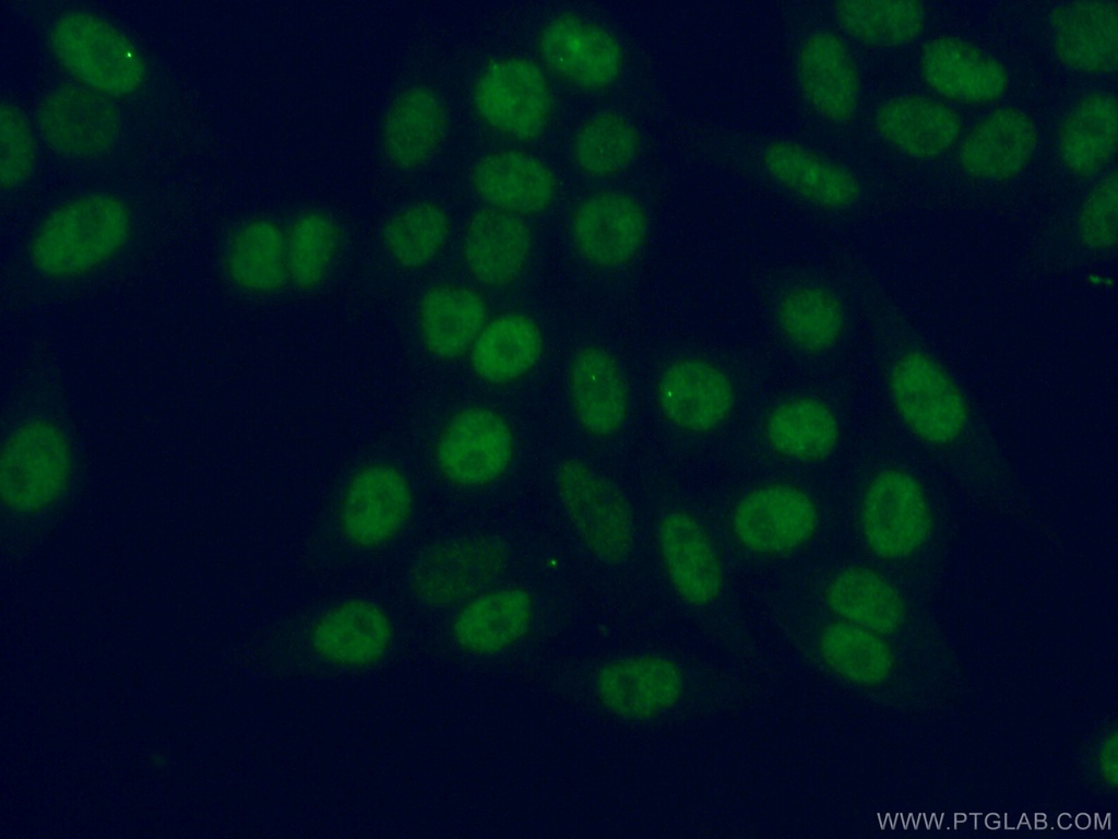 MLF2 Polyclonal antibody