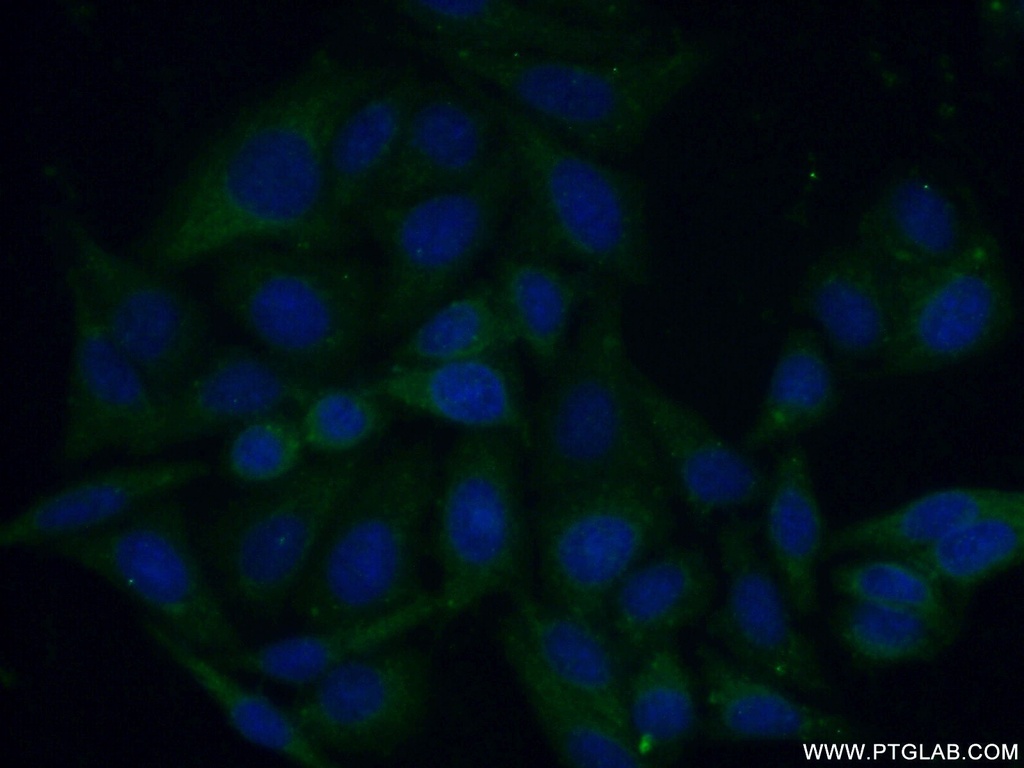 Caspase 4/p20/p10 Polyclonal antibody