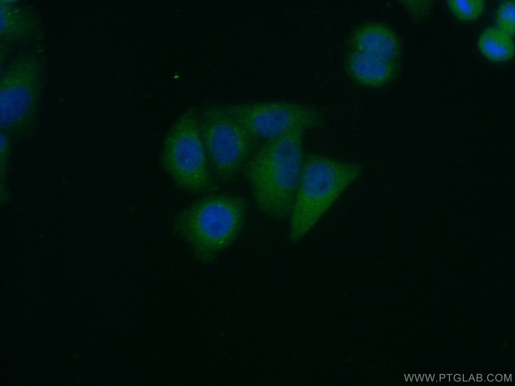 ERGIC2 Polyclonal antibody