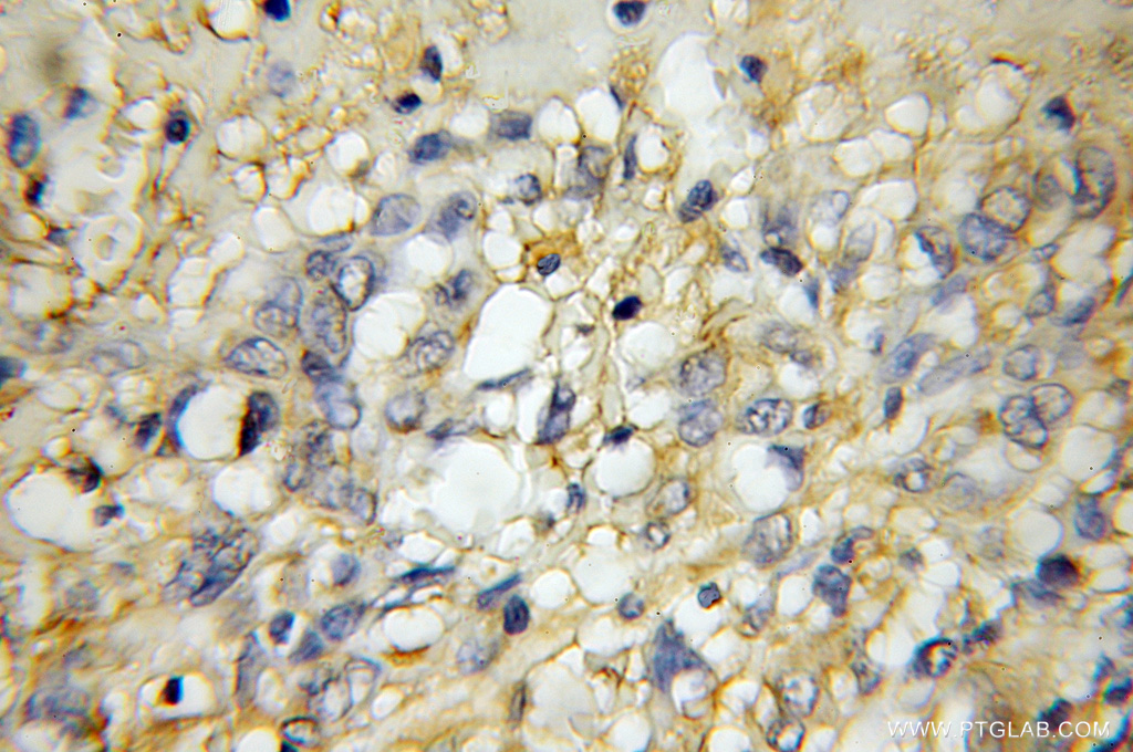 GPR137 Polyclonal antibody