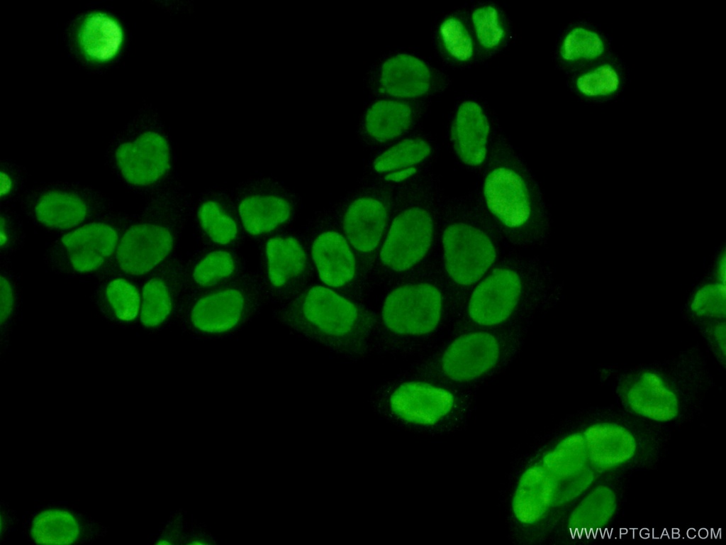 SUB1 Polyclonal antibody