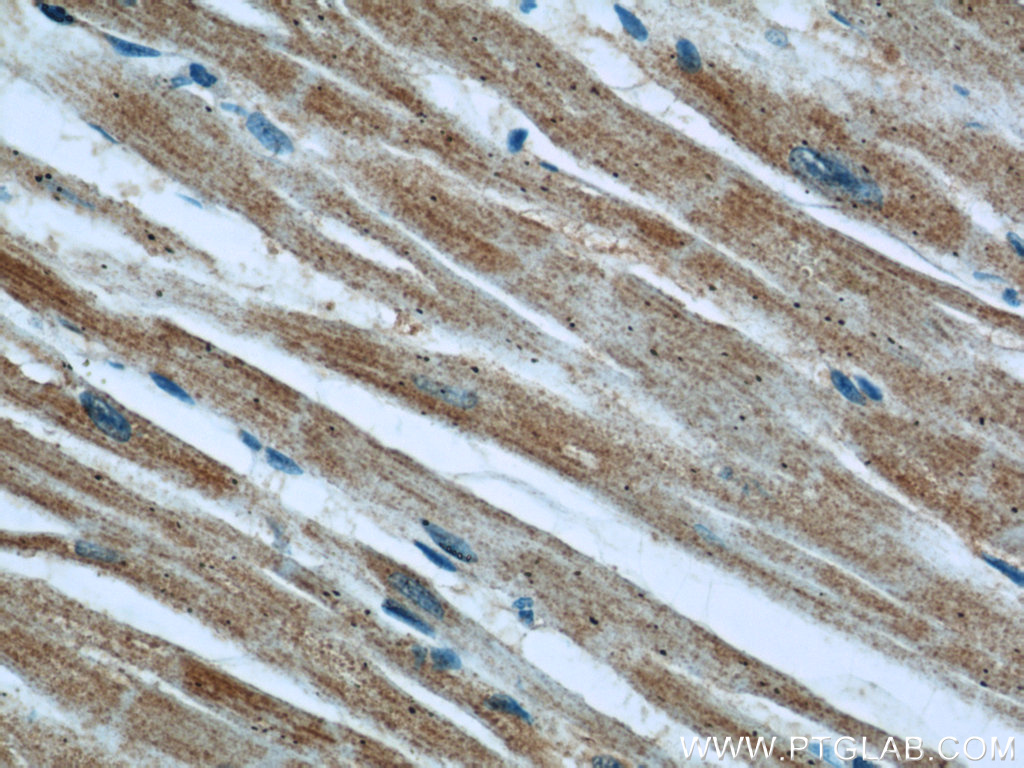 EFEMP2 Polyclonal antibody
