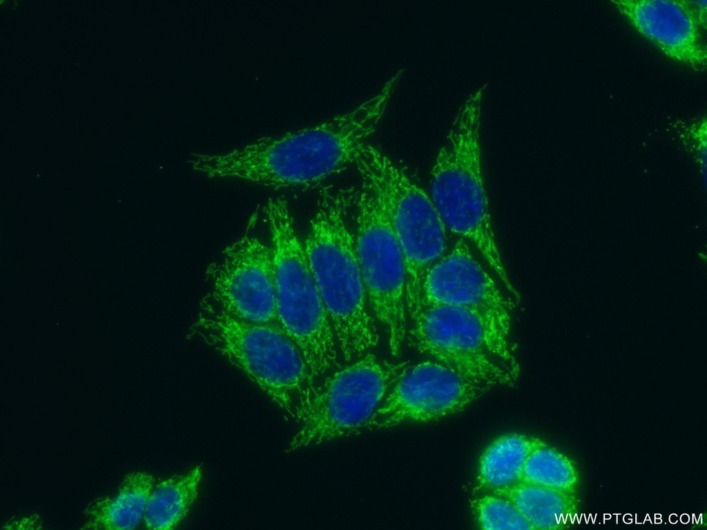 ATPIF1 Polyclonal antibody