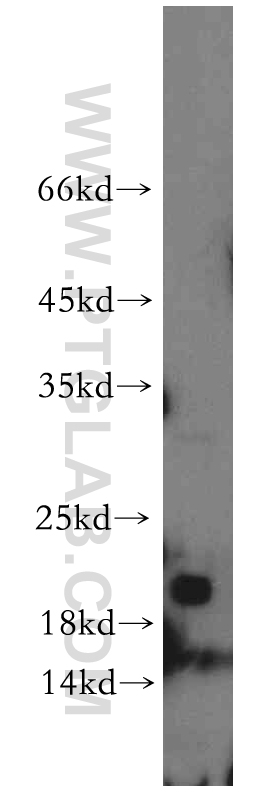 NBL1 Polyclonal antibody