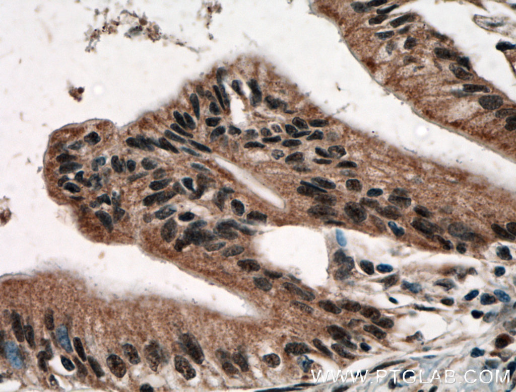 USP48 Polyclonal antibody