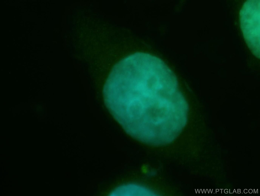 CDA1 Polyclonal antibody