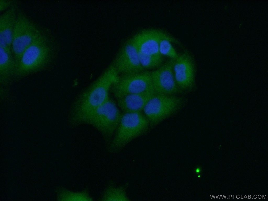 TRIM21 Polyclonal antibody