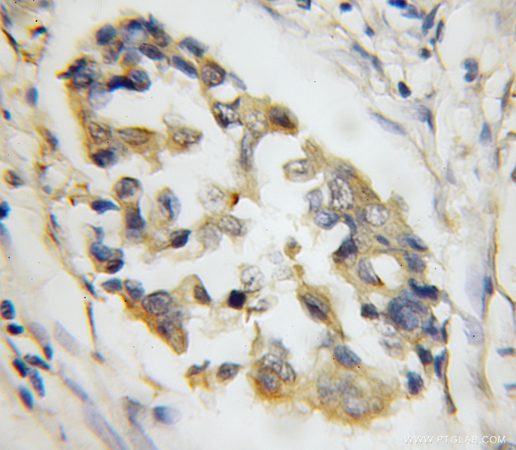SYTL4 Polyclonal antibody