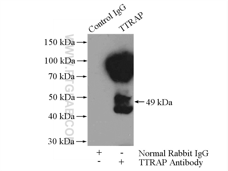TTRAP Polyclonal antibody