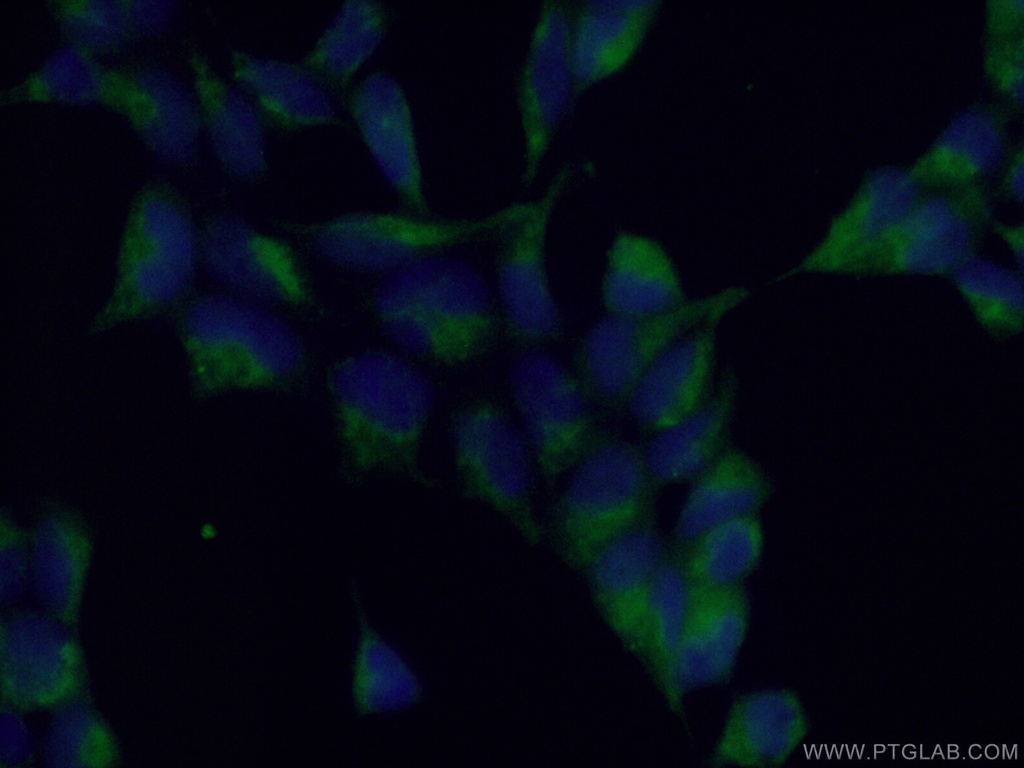 PCTAIRE3 Polyclonal antibody