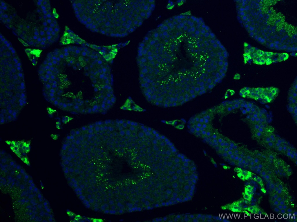 STAR Polyclonal antibody