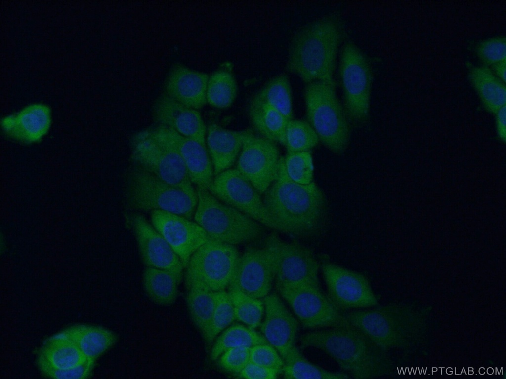 DNAJA2 Polyclonal antibody