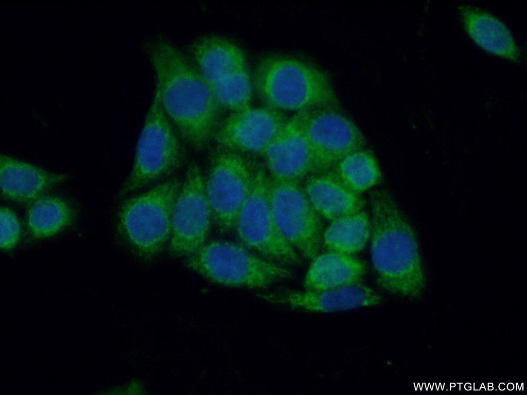 NELF Polyclonal antibody