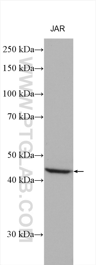 FNTA Polyclonal antibody
