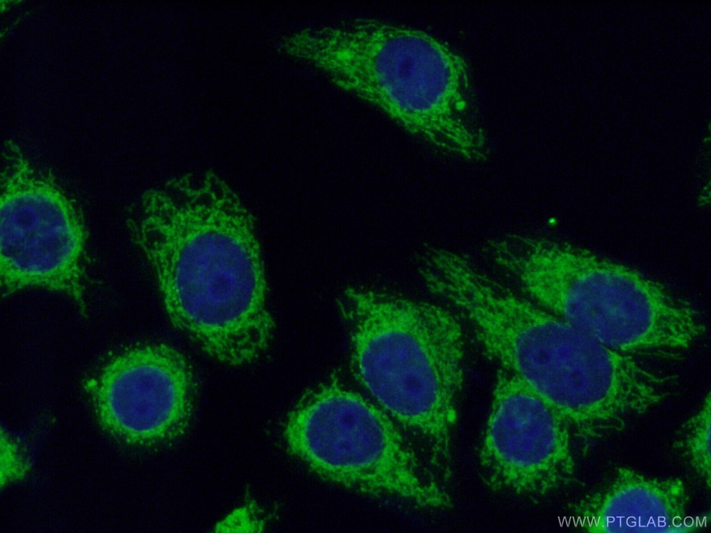 Prohibitin 2 Polyclonal antibody