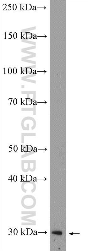 MXI1 Polyclonal antibody